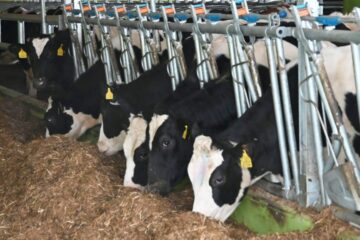 ilustracija-krave-mlijeko-scaled