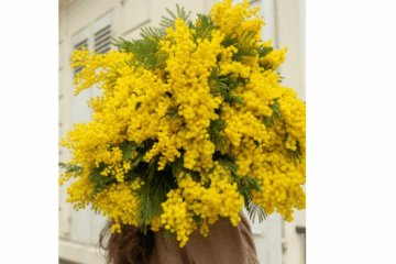 Dan mimoza – Nacionalni dan borbe protiv raka vrata maternice