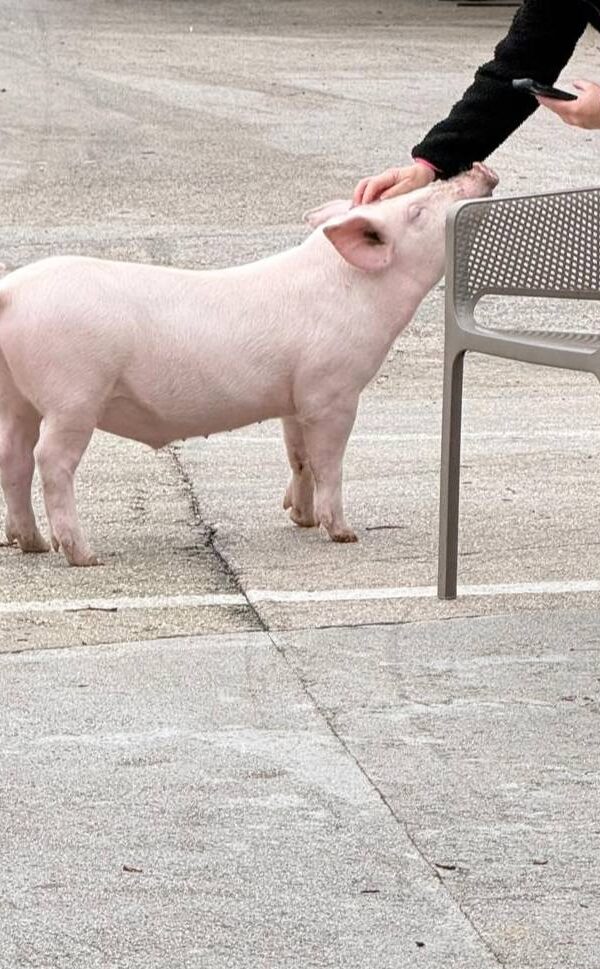 629248986 1324351256391680 7419546332236964972 n 600x969