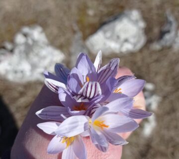 WhatsApp Image 2026 02 22 at 13 54 27 360x320