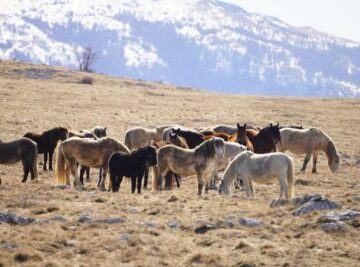 1000226482 400x267 1 360x267