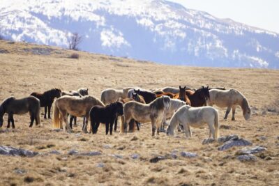 1000226482 400x267 1