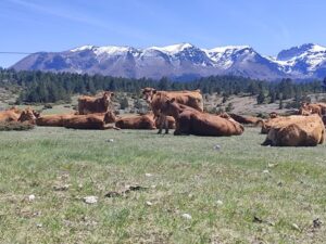 677569795 2449507005473753 6280497889944579031 n