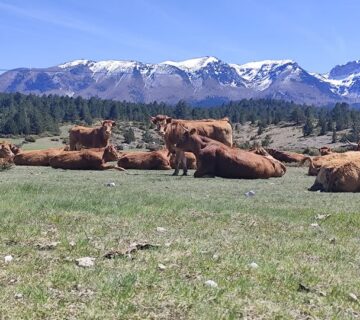 677569795 2449507005473753 6280497889944579031 n 360x320