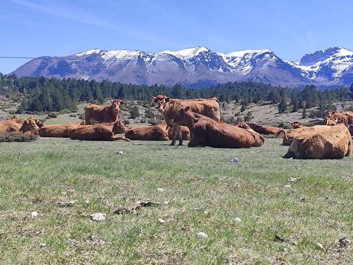 677569795 2449507005473753 6280497889944579031 n