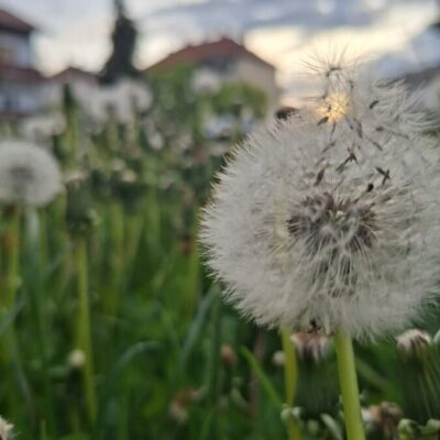 a6b5702d-f6f7-41b6-9b35-69ad26de0839